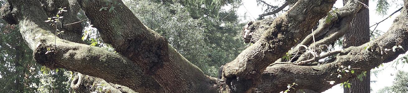 foto di tronco di albero 
