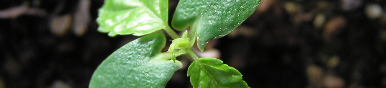 immagine lunga pianta erborea